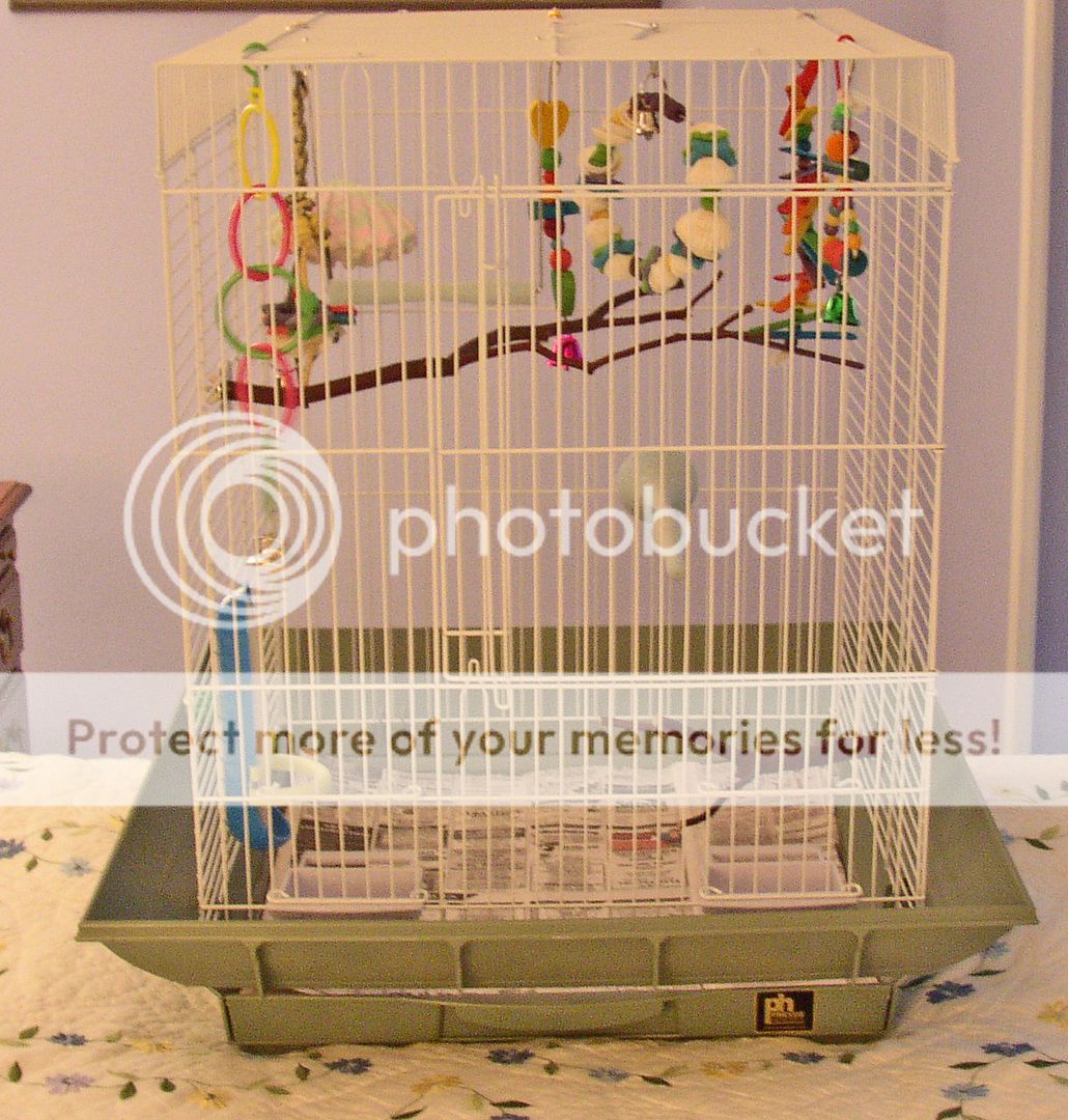 Cage size for an English/show budgie? Talk Budgies Forums